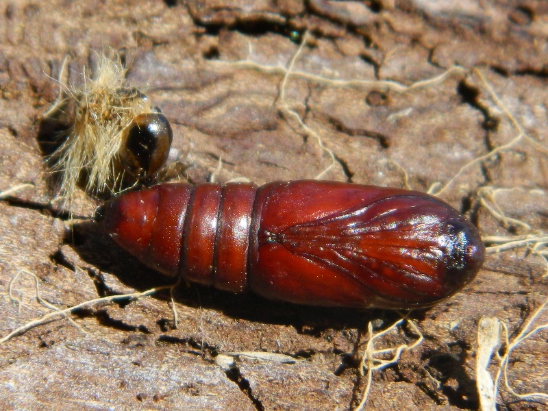 Dalla larva all''adulto: Subacronicta megacephala, Noctuidae